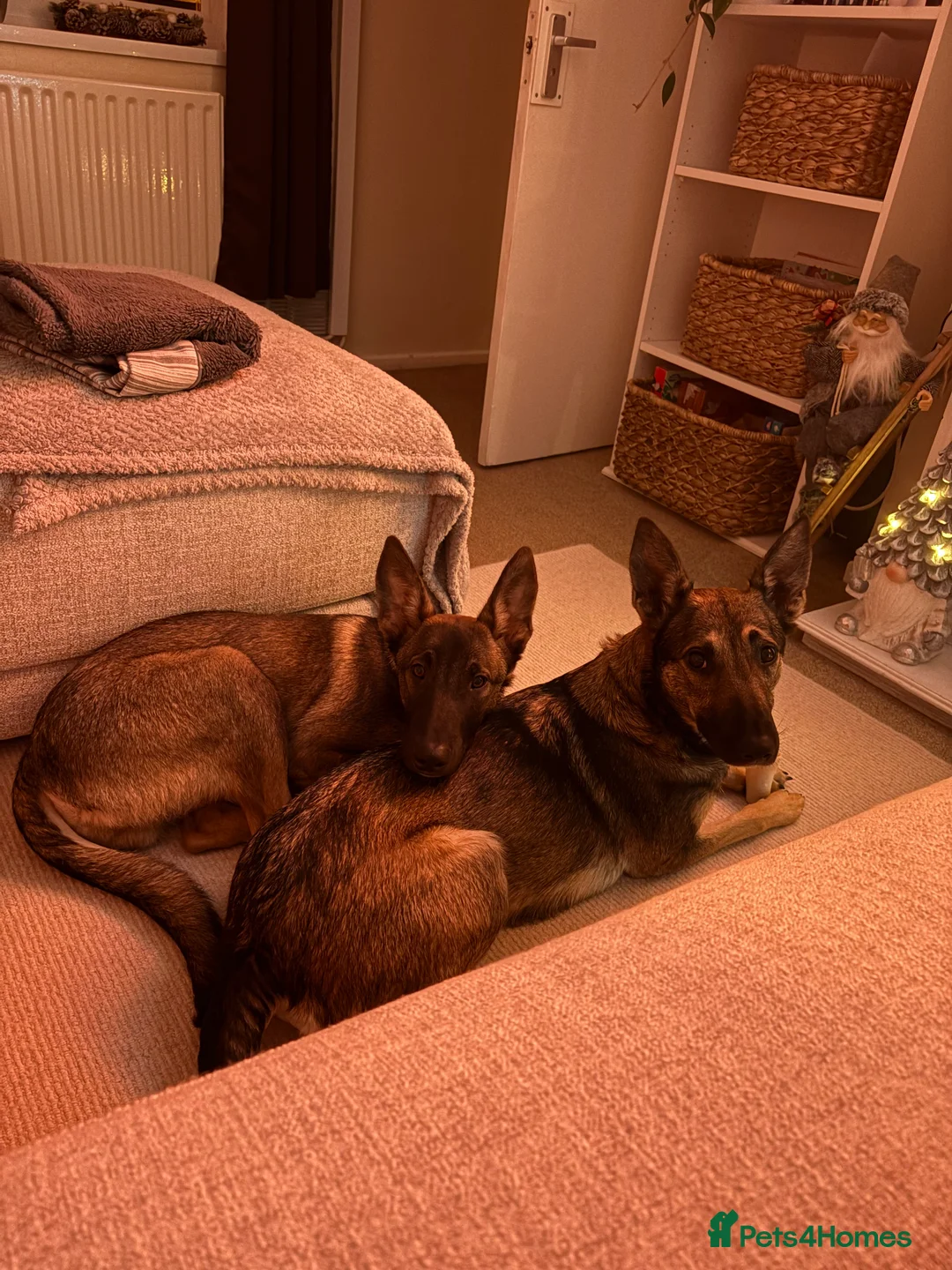 Belgian Shepherd Dog dogs for sale: Nelly the Mali - Advert 2