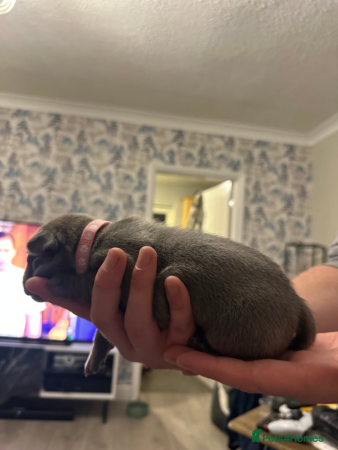 French Bulldog dogs for sale: 5 Beautiful French Bulldog Puppies - Advert 21