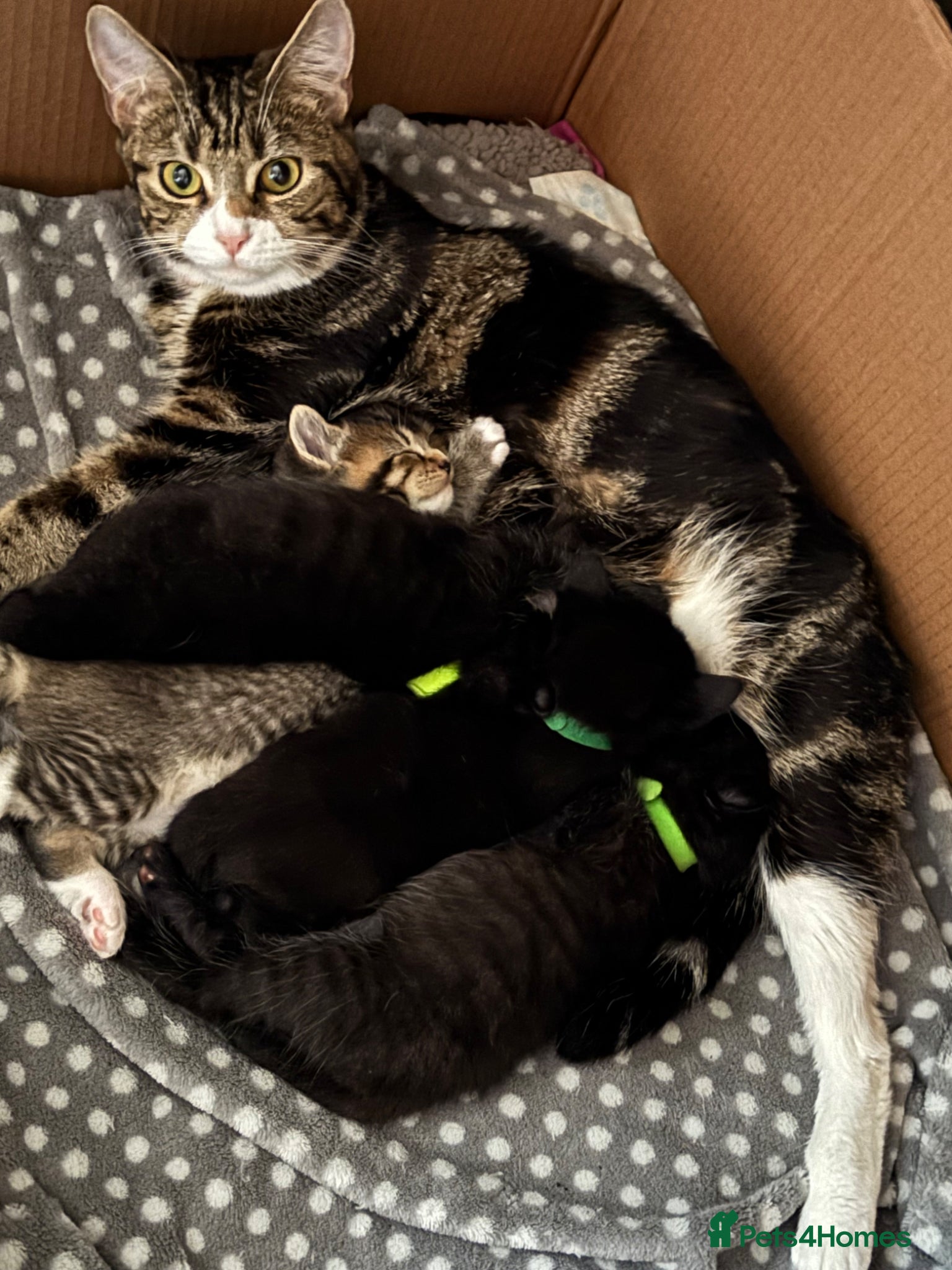 Mixed Breed cats Mixed kitties for sale, One Female, One Male - Advert 1