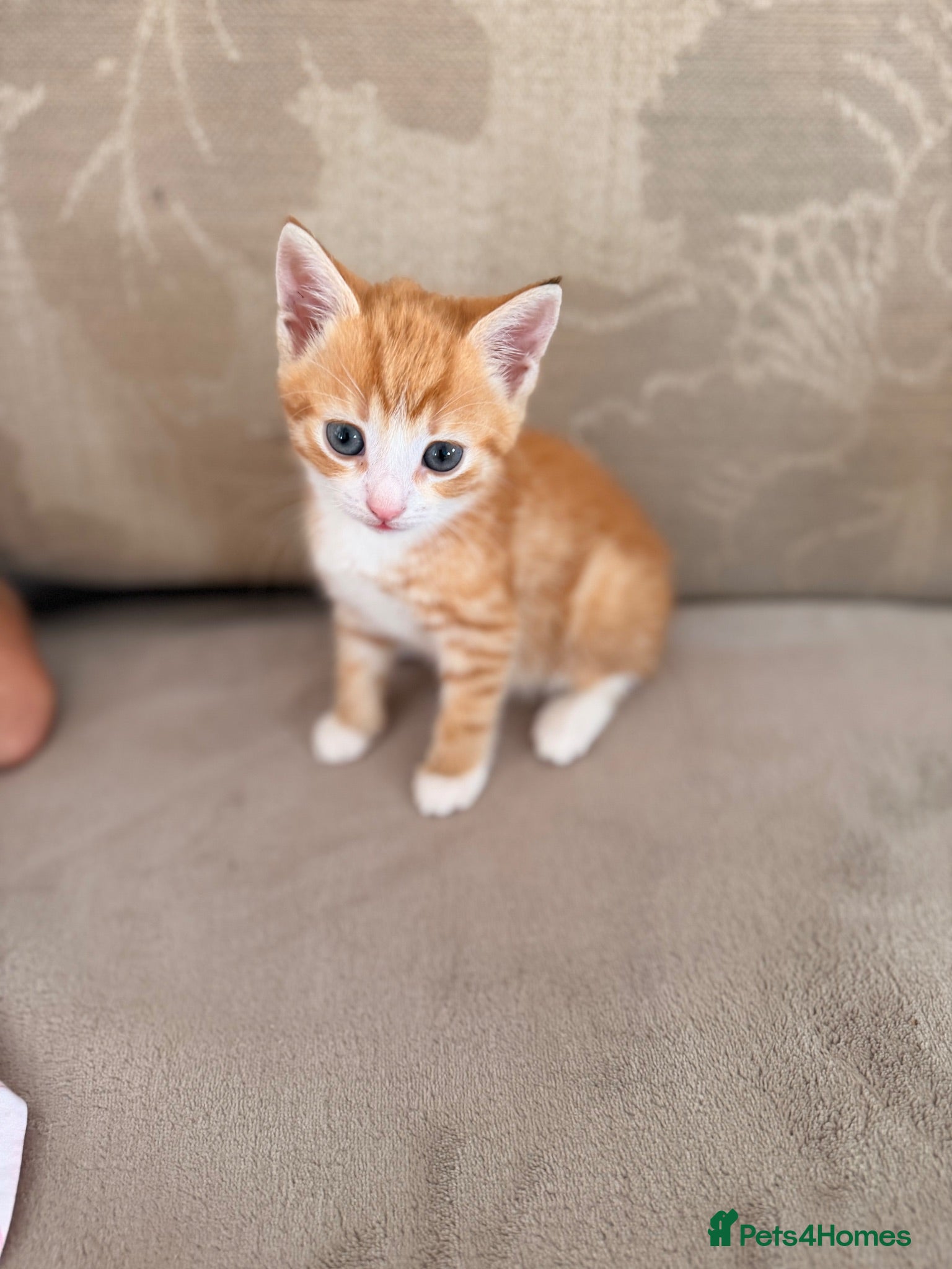 Mixed Breed cats Kitten for sale  - Advert 5