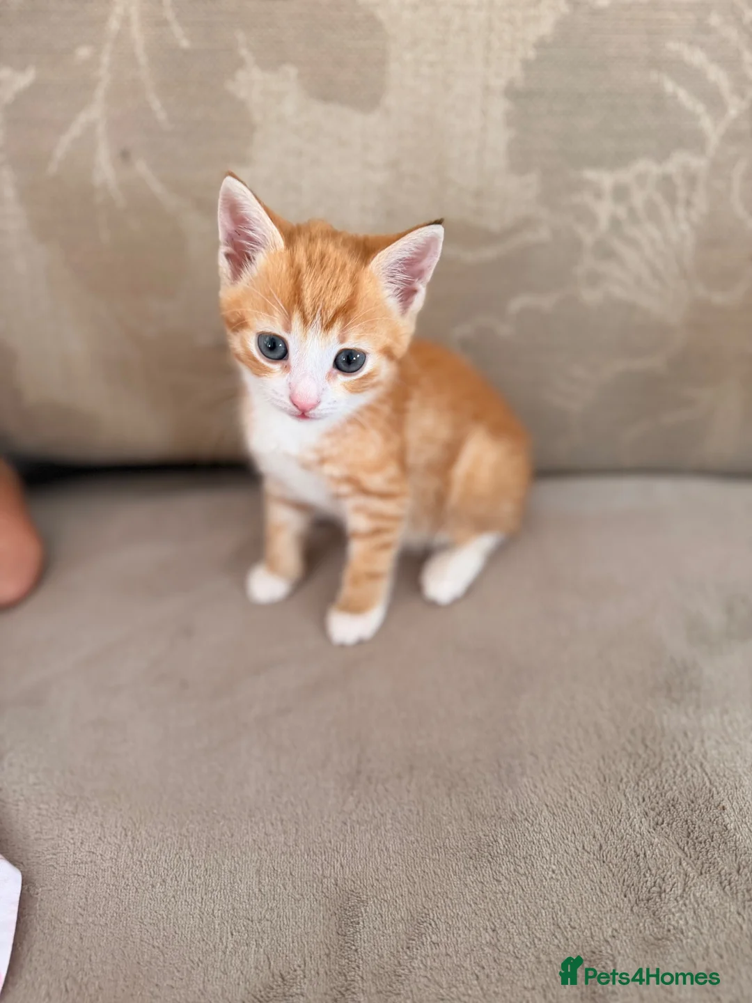 Mixed Breed cats for sale: Kitten for sale  - Advert 1