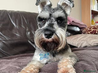 Miniature Schnauzer dogs Bearded Gentleman looking for a perfect Lady ;) - Advert 3