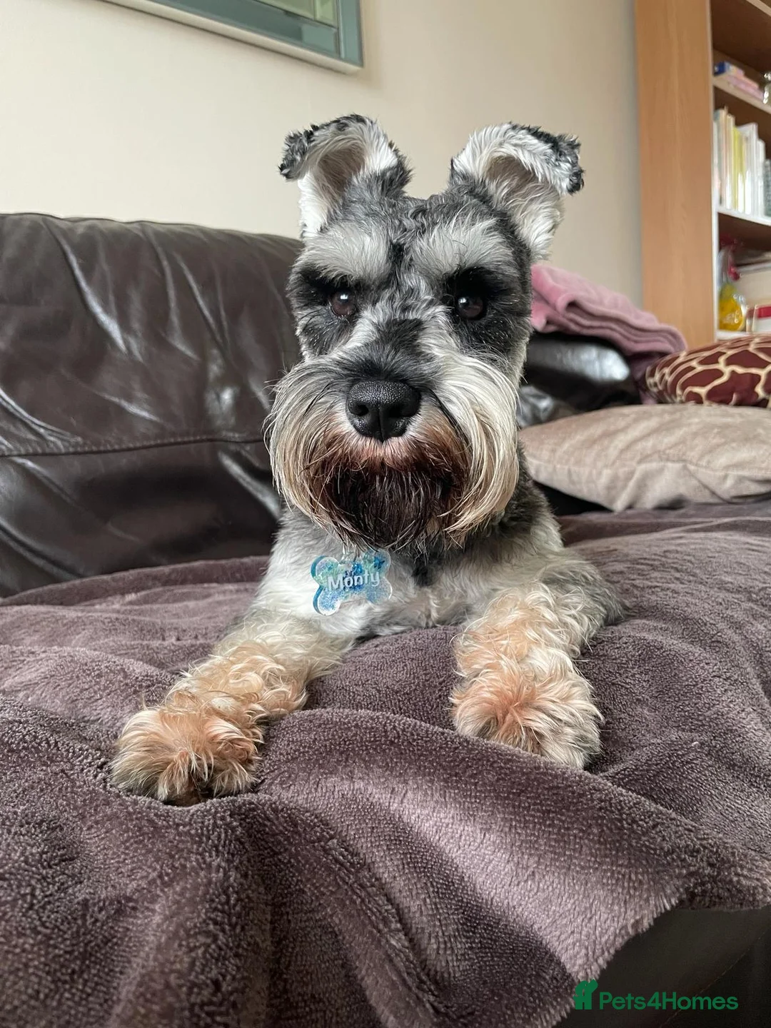 Miniature Schnauzer dogs for stud: Bearded Gentleman looking for a perfect Lady ;) - Advert 1