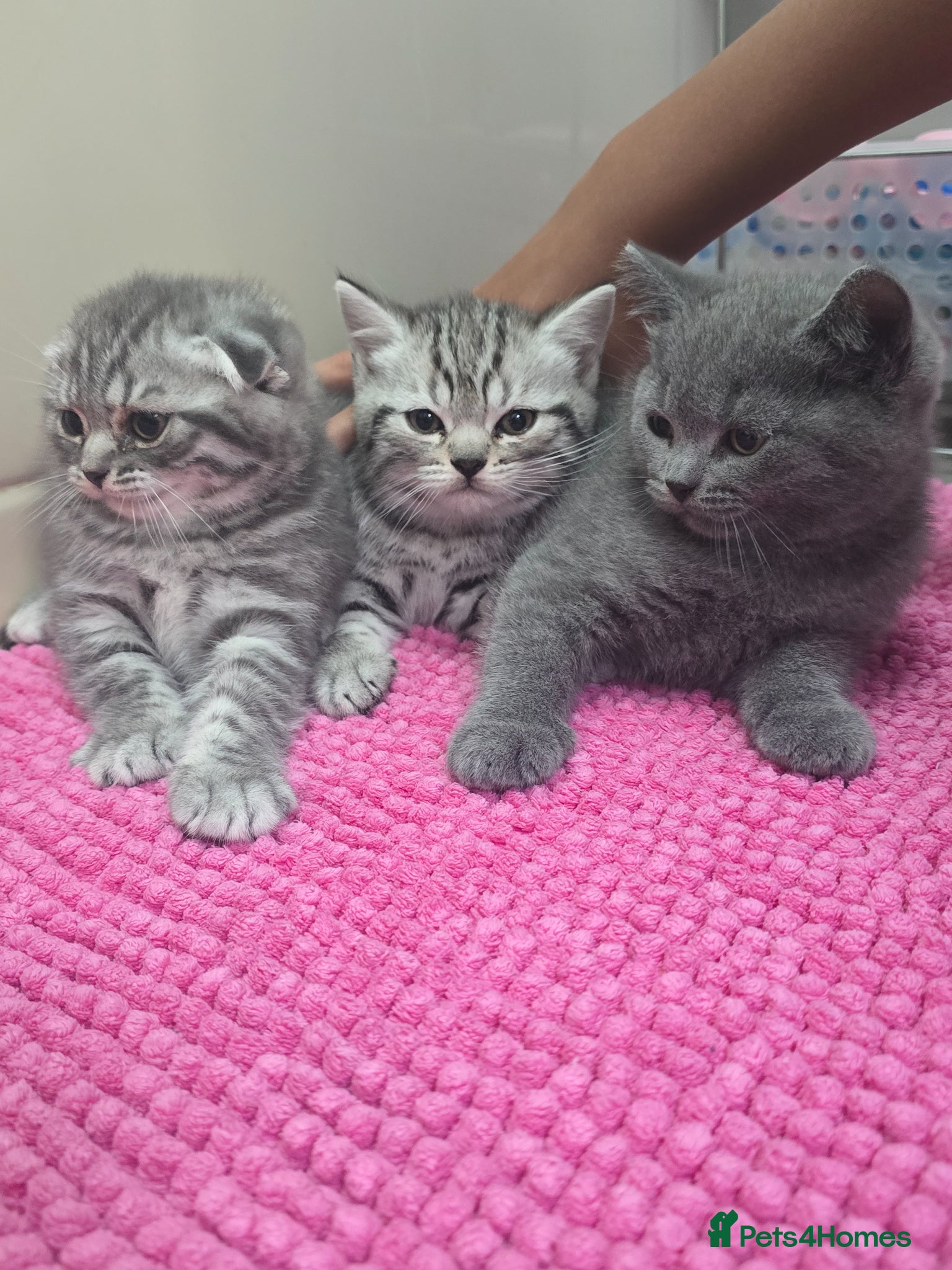 Scottish Fold cats Beautiful!😍 Scottish Fold/Straight kittens. - Advert 2