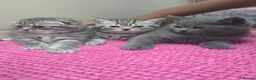 Scottish Fold cats for sale: Beautiful!😍 Scottish Fold/Straight kittens. - Advert 2