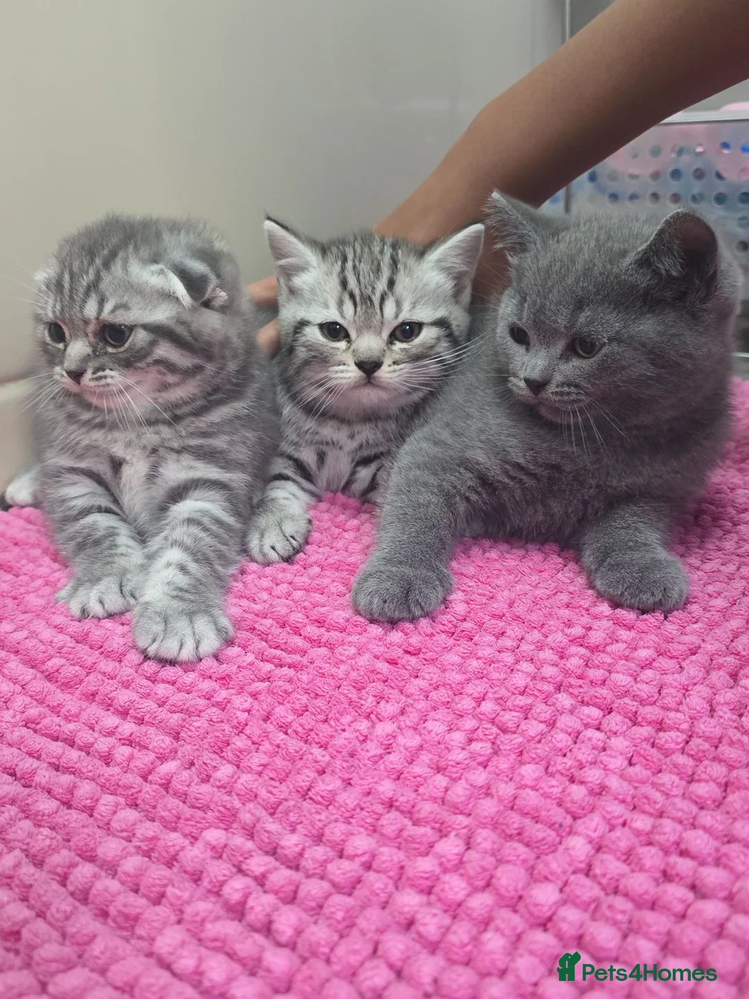 Scottish Fold cats for sale: Beautiful!😍 Scottish Fold/Straight kittens. - Advert 2