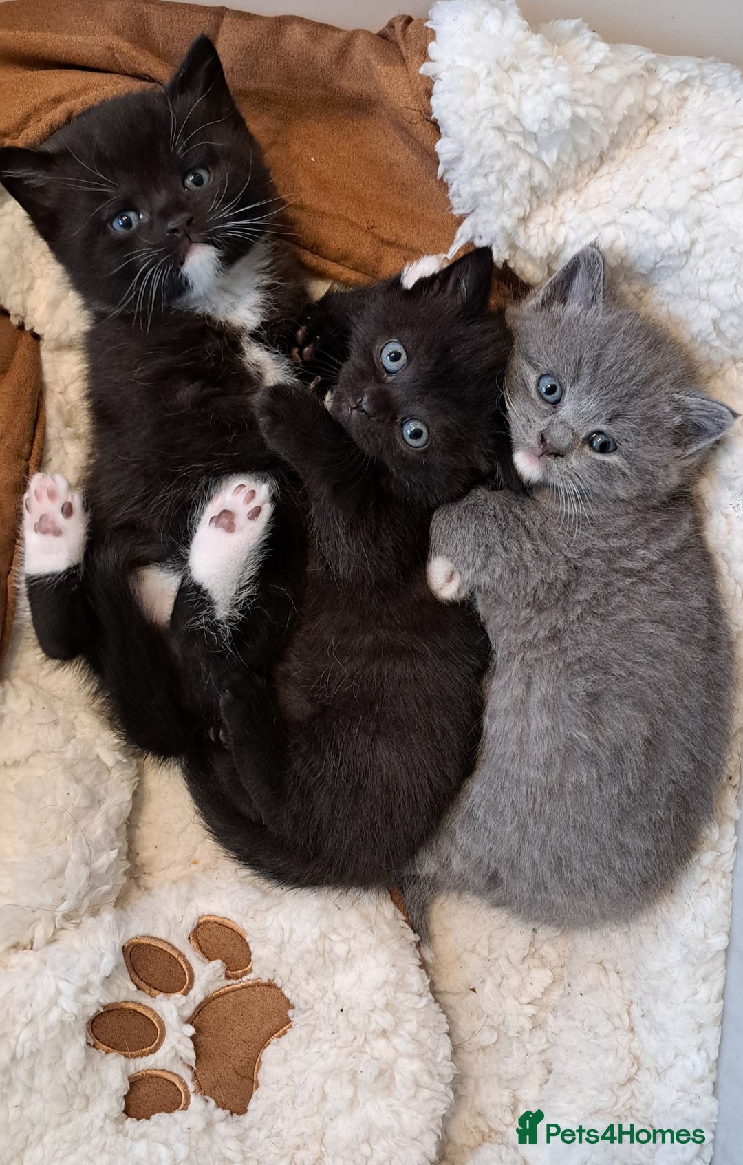 British Shorthair cats for sale: British Shorthair X Kittens  - Advert 1