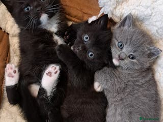 British Shorthair cats British Shorthair X Kittens - Advert 1