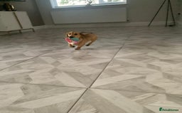 Miniature Dachshund dogs for sale: Kevin needs a new home  - Image 3