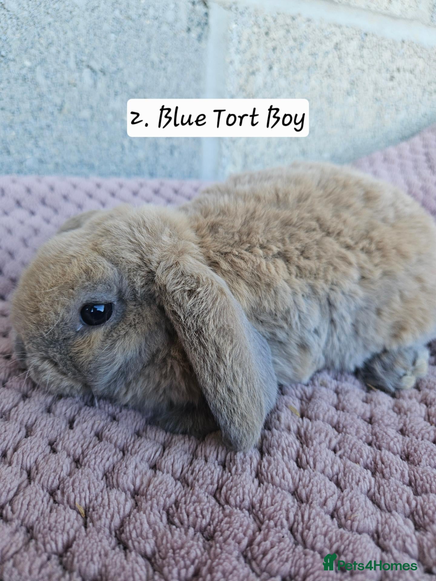 Mini Lop rabbits 🩷Ad 1 Purebred mini plush lops🩵🧸 - Advert 1