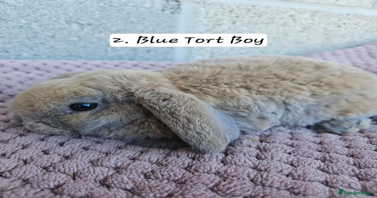 Mini Lop Rabbits for Sale for sale in Chelmsford, Essex | Pets4Homes