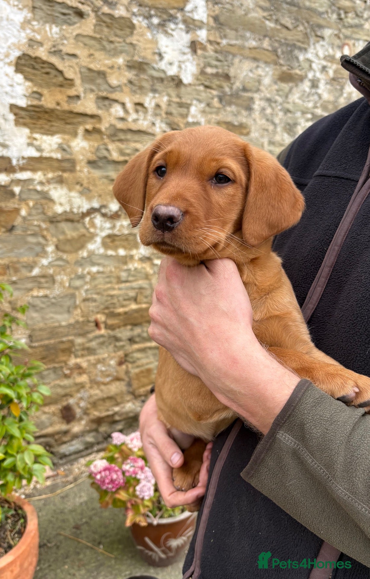 Labrador Retriever dogs Black & Fox Red KC Labradors - Advert 1