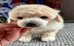 Toy Poodle dogs for sale: KC Toy Poodle Puppies - Image 1
