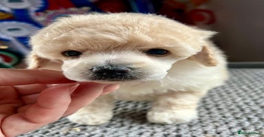 Toy Poodle dogs - Advert 2