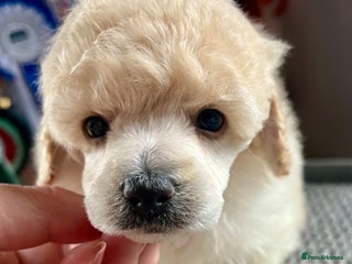 Toy Poodle dogs - Advert 2