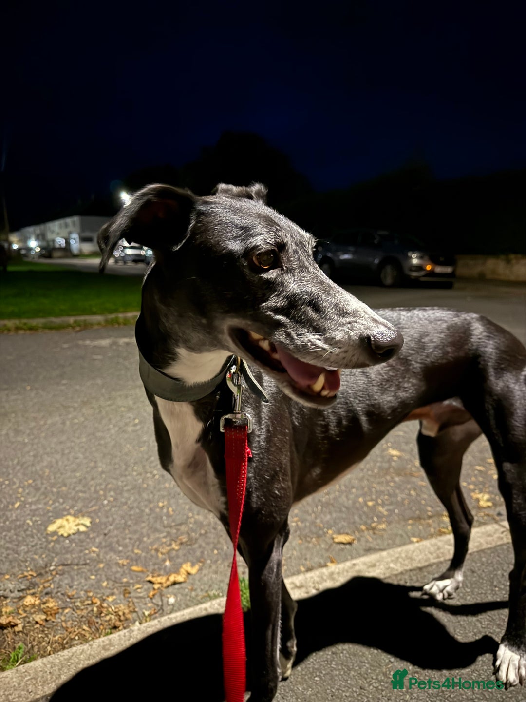 Greyhound dogs for sale: Greyhound for sale  - Image 6