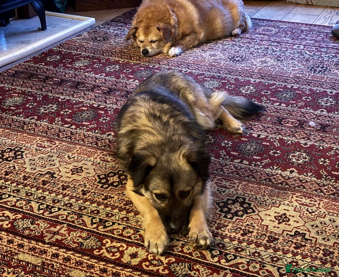 Mixed Breed dogs Etta for adoption in Leighton Buzzard - Advert 1