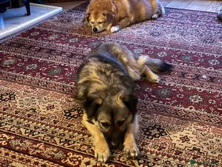 Mixed Breed dogs Etta for adoption in Leighton Buzzard - Advert 1