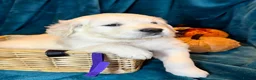 Golden Retriever dogs for sale: KC Registered Golden Retriever Puppies - Advert 3