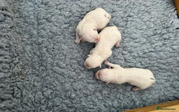 West Highland Terrier dogs for sale: Beautiful west highland white puppy’s  - Image 3