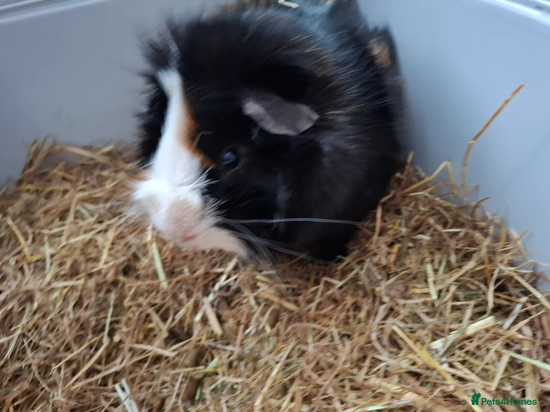 Guinea Pig rodents for sale: Single male guinea pig for sale  - Advert 2