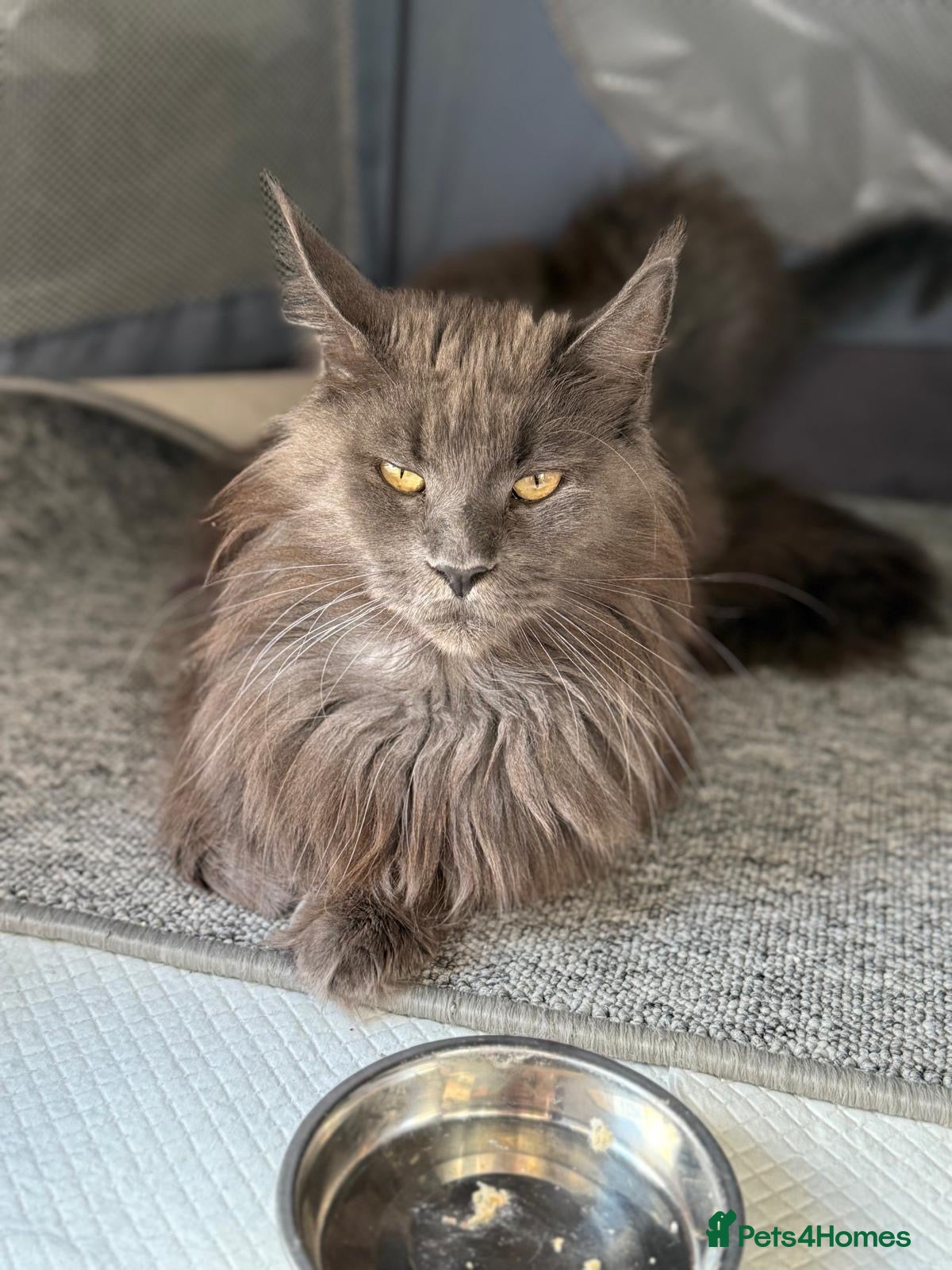 Maine Coon cats Active TICA registered male and female available  - Advert 9