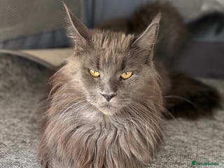 Maine Coon cats Active TICA registered female Maine Coons - Advert 3