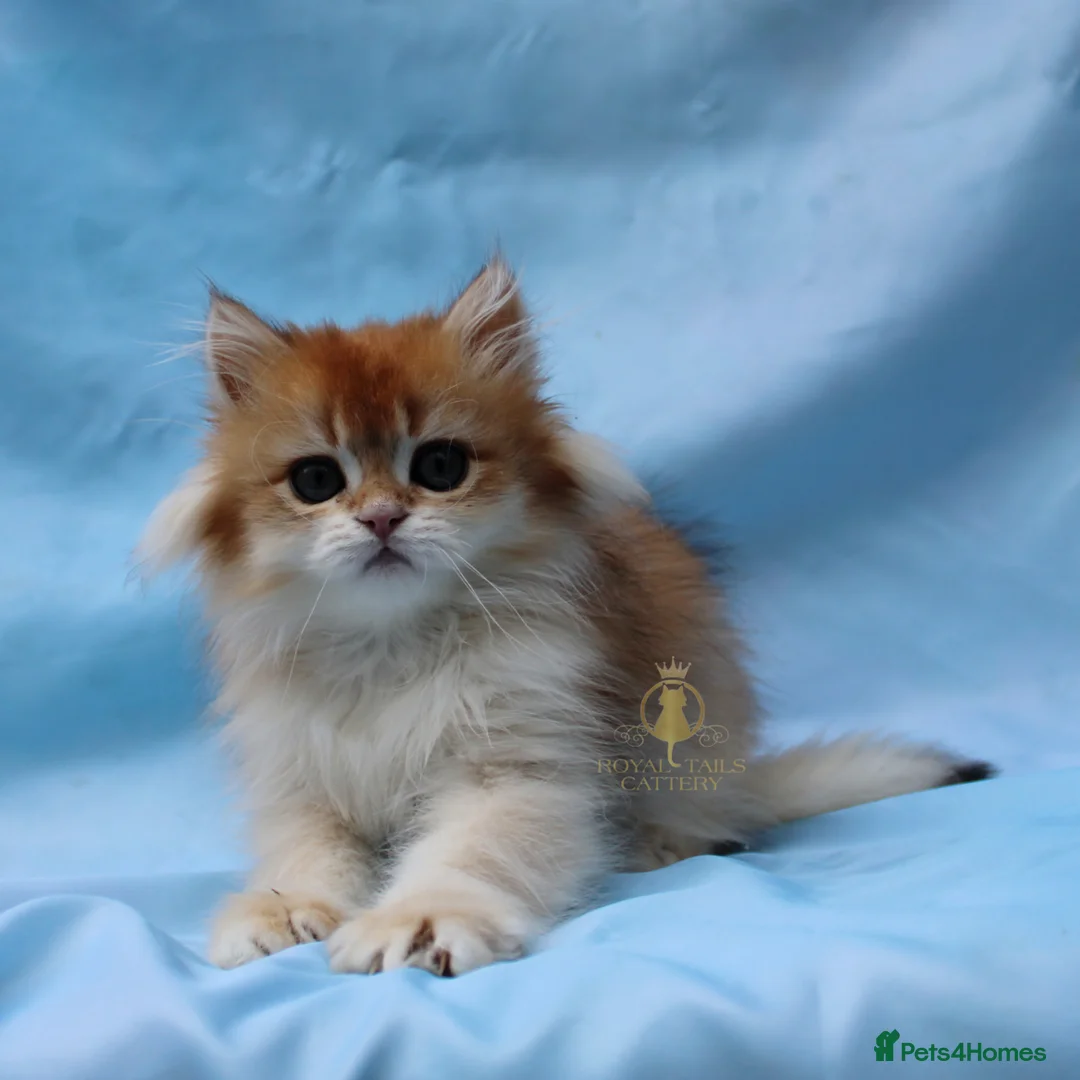British Longhair cats for sale: British Longhair and Shorthair kittens  - Advert 2
