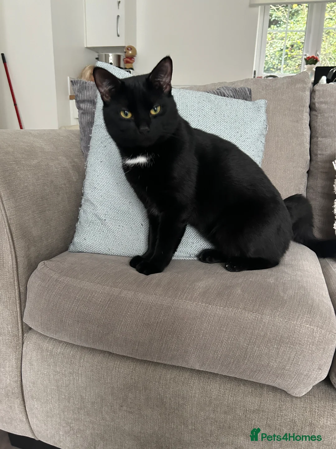 Domestic Shorthair cats for sale: Loving cat  - Advert 2