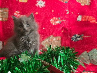 Maine Coon cats Maine Coon Kittens reservation - Advert 5