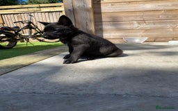 German Shepherd dogs for stud: 4-Year-Old Czech Shepherd- Proven Stud (Sheffield) - Image 14