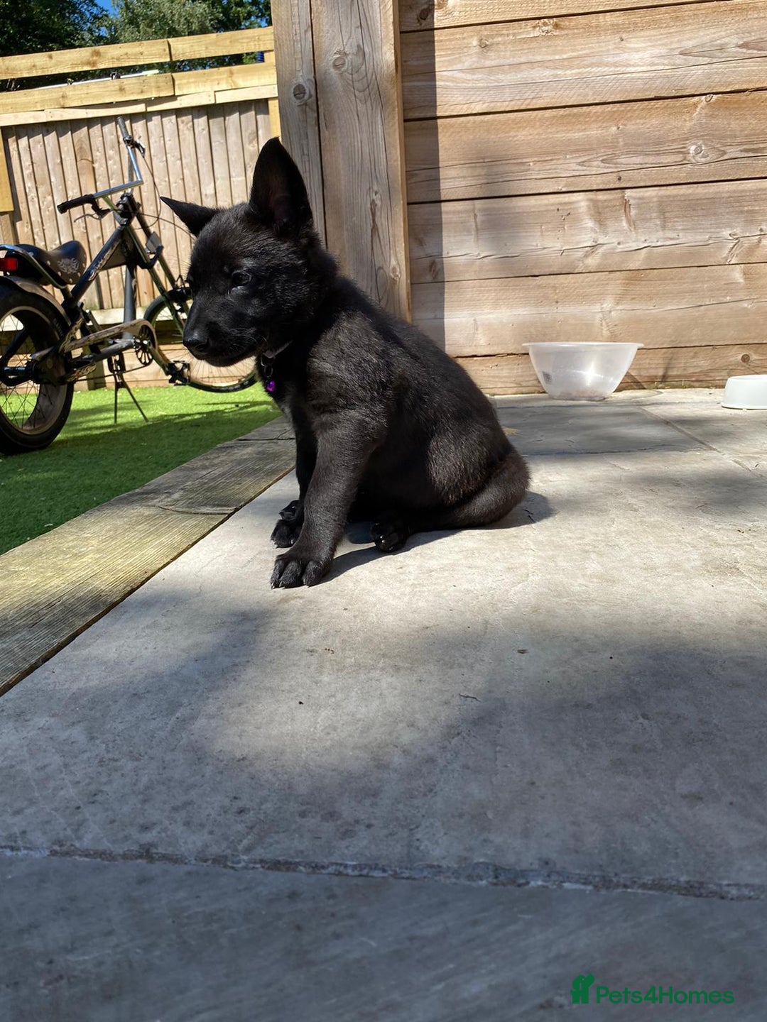 German Shepherd dogs for stud: 4-Year-Old Czech Shepherd- Proven Stud (Sheffield) - Image 14