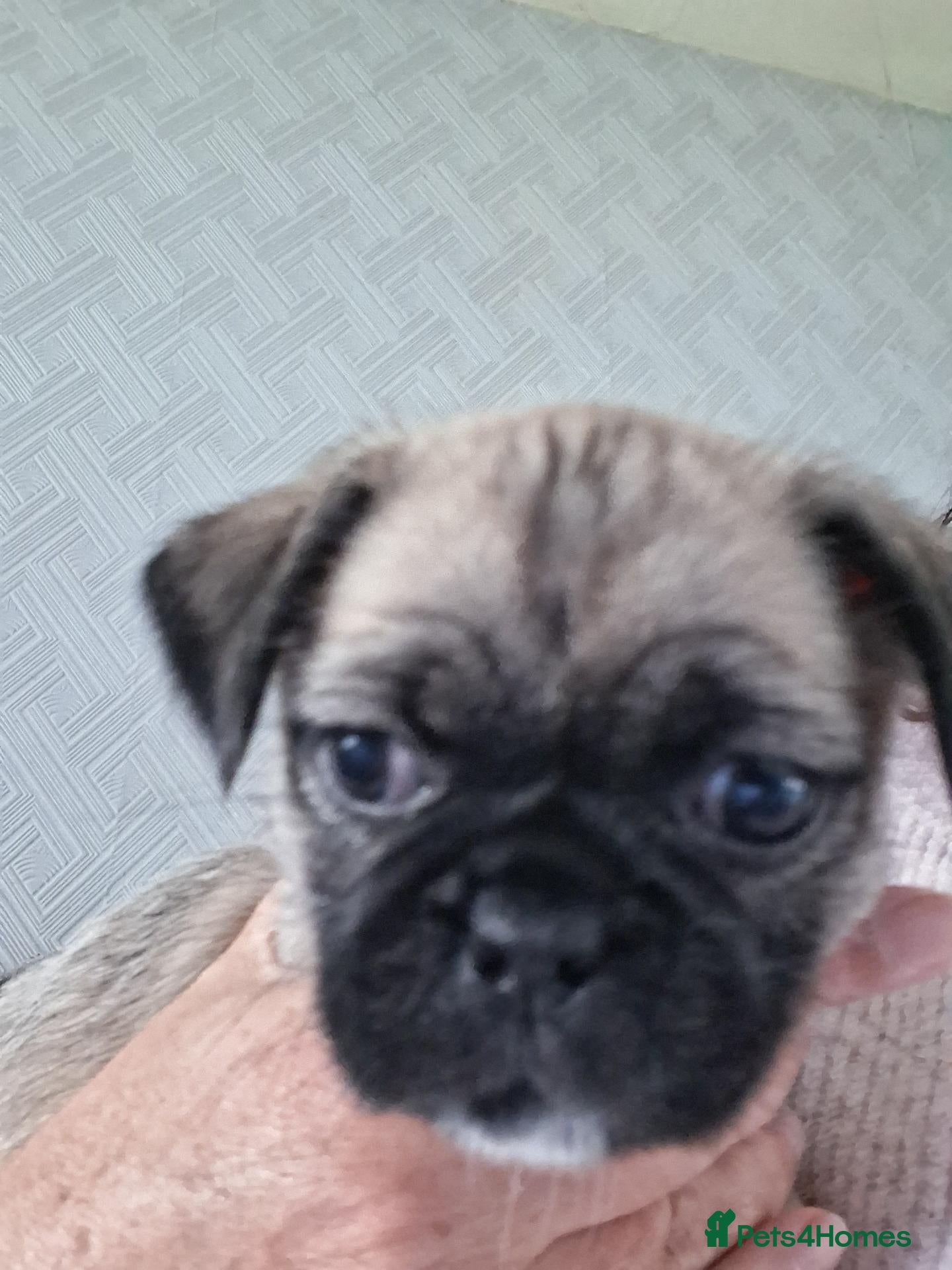 Mixed Breed dogs 3 females remaining - Advert 1