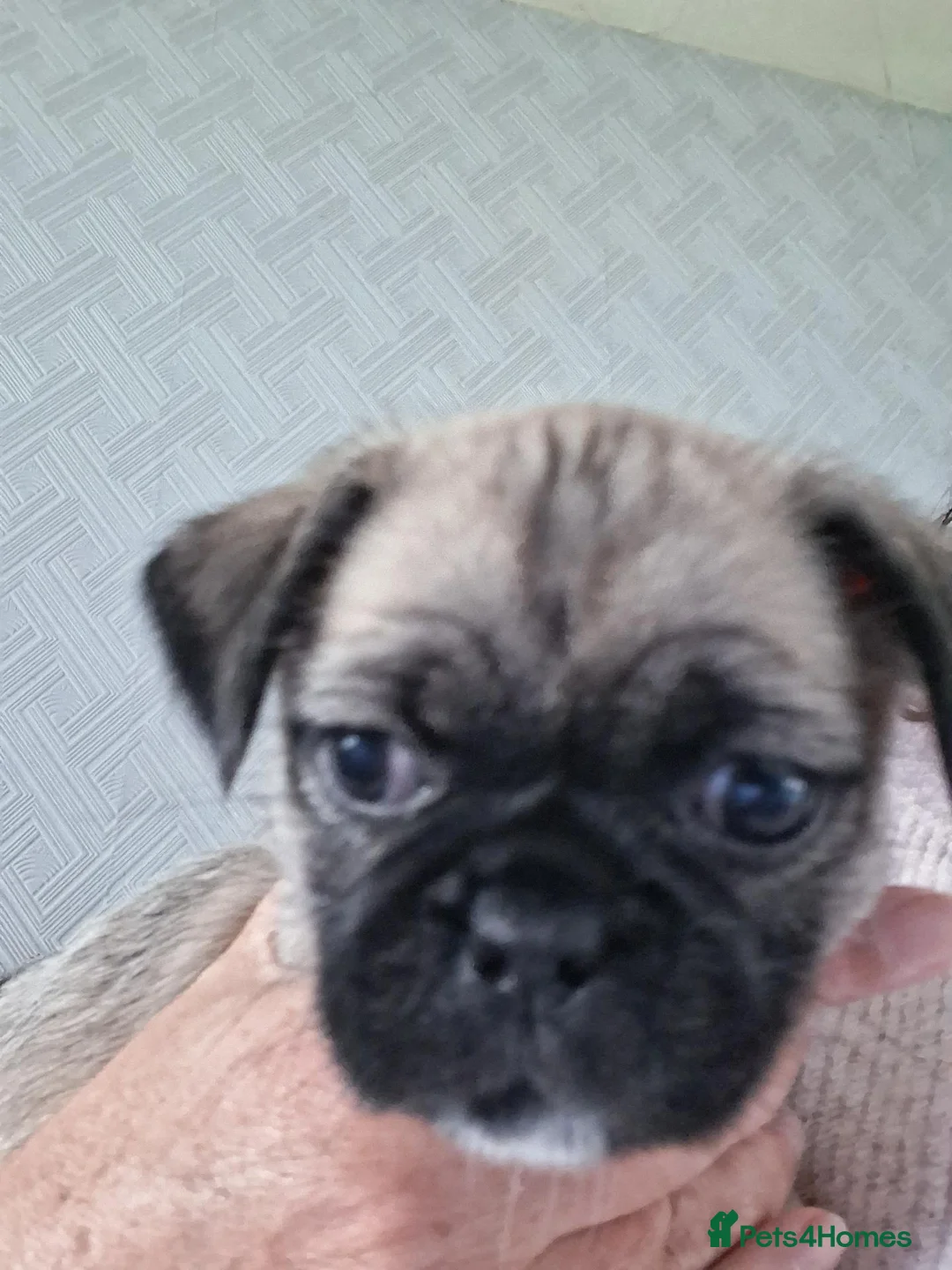 Mixed Breed dogs for sale: 3 females remaining in Alford - Advert 1