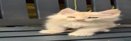 Maine Coon cats for sale: GCCF Fully Registered Maine Coon Kittens  - Advert 10