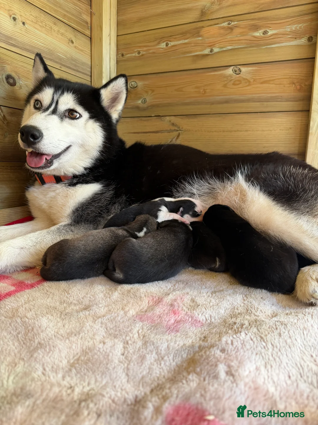 Siberian Husky dogs for sale: Amazing Pure Siberian Husky Puppies - Advert 7
