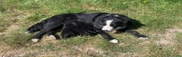 Borador dogs for sale: Labrador X board collies  - Advert 1