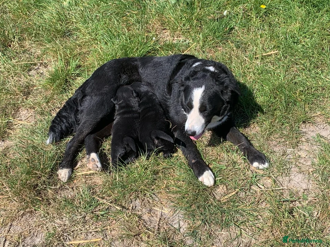 Borador dogs for sale: Labrador X board collies  - Advert 1