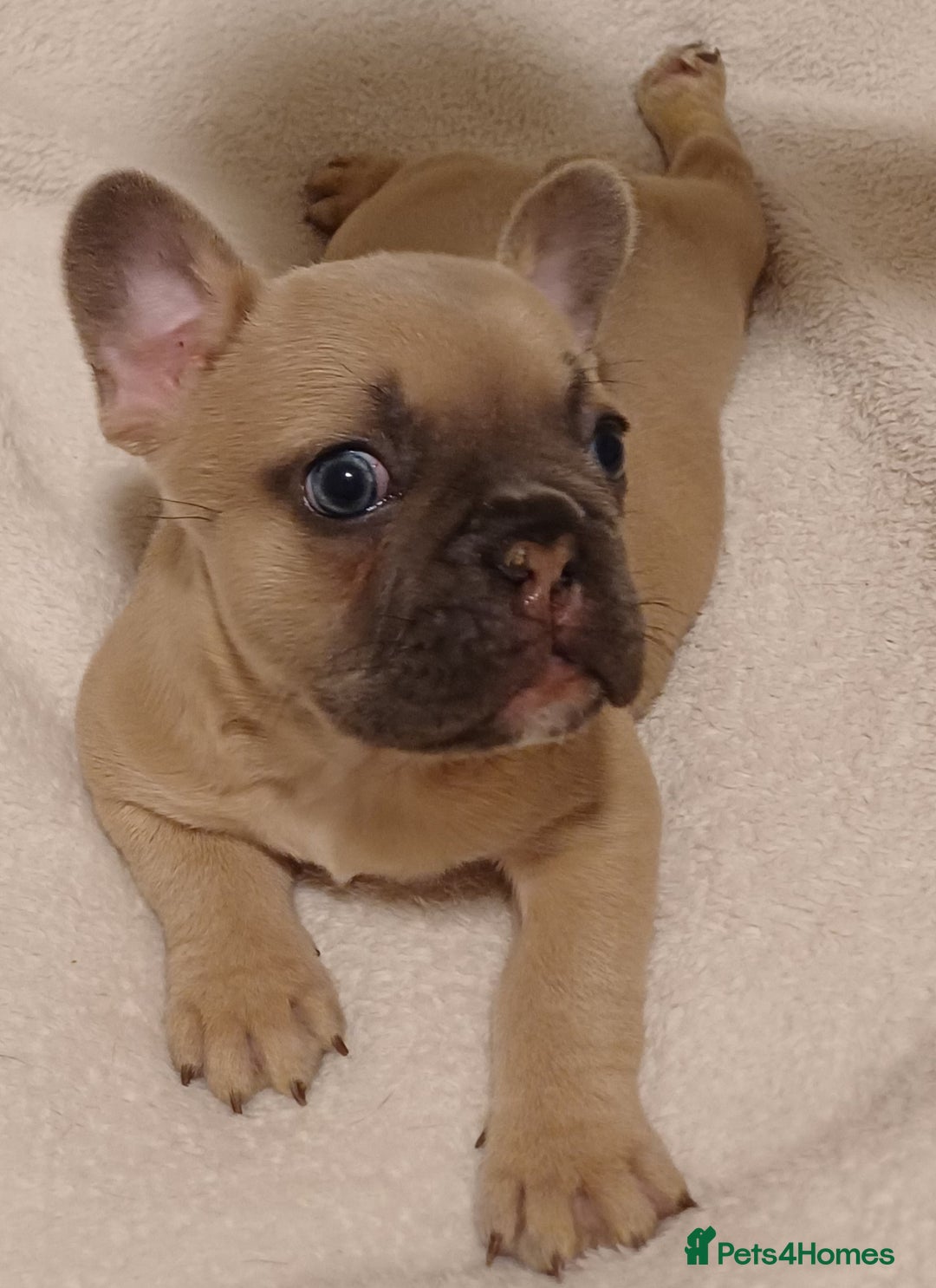 French Bulldog dogs for sale: Beautiful litter of amazing babies  - Advert 19