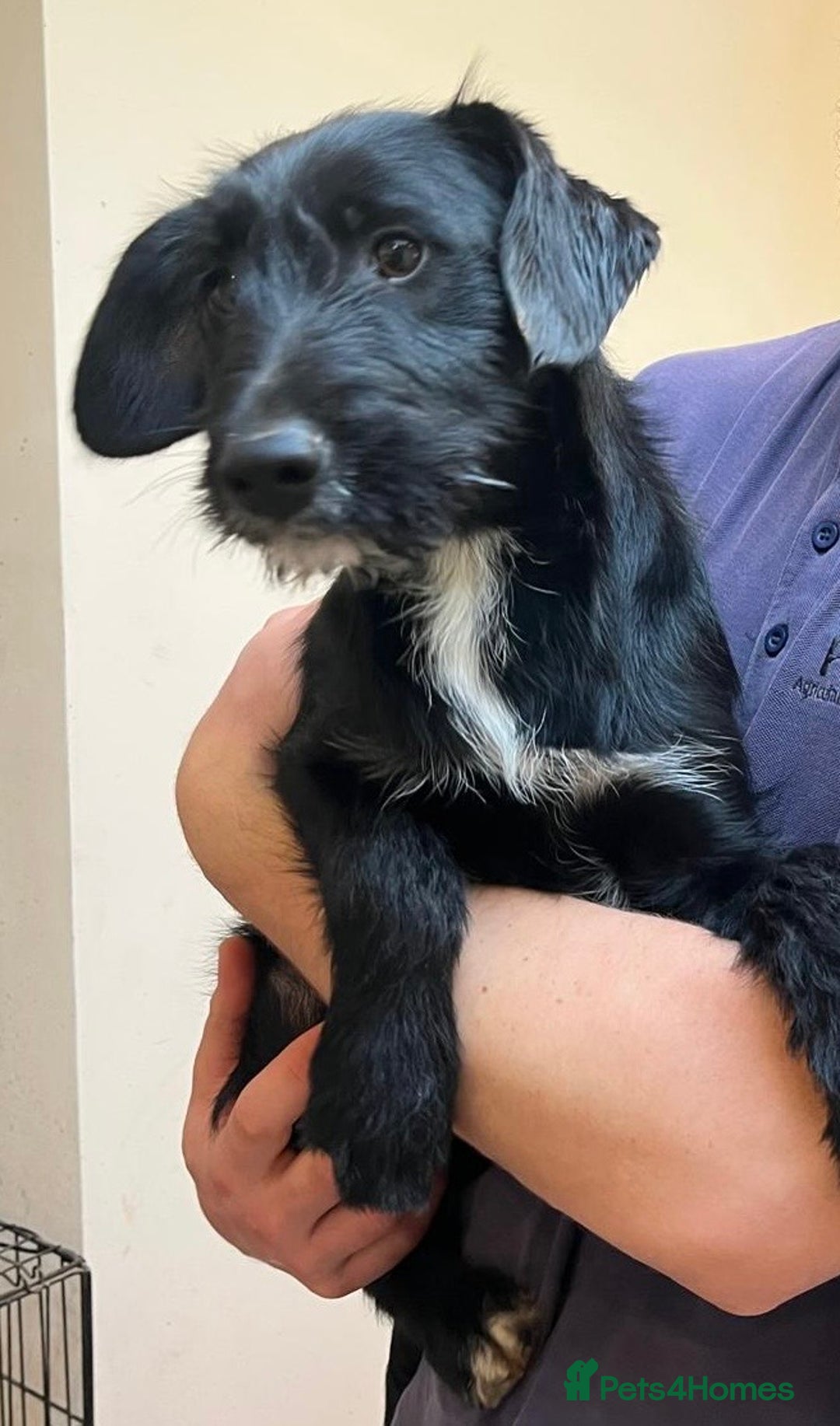 Mixed Breed dogs for sale: READY FOR HOMES - BorderCollieXLabradoodle Puppies in Oswestry - Advert 4