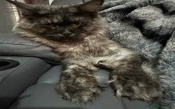 Mixed Breed cats for sale: Siberian x maincoon ready 5th november - Image 4