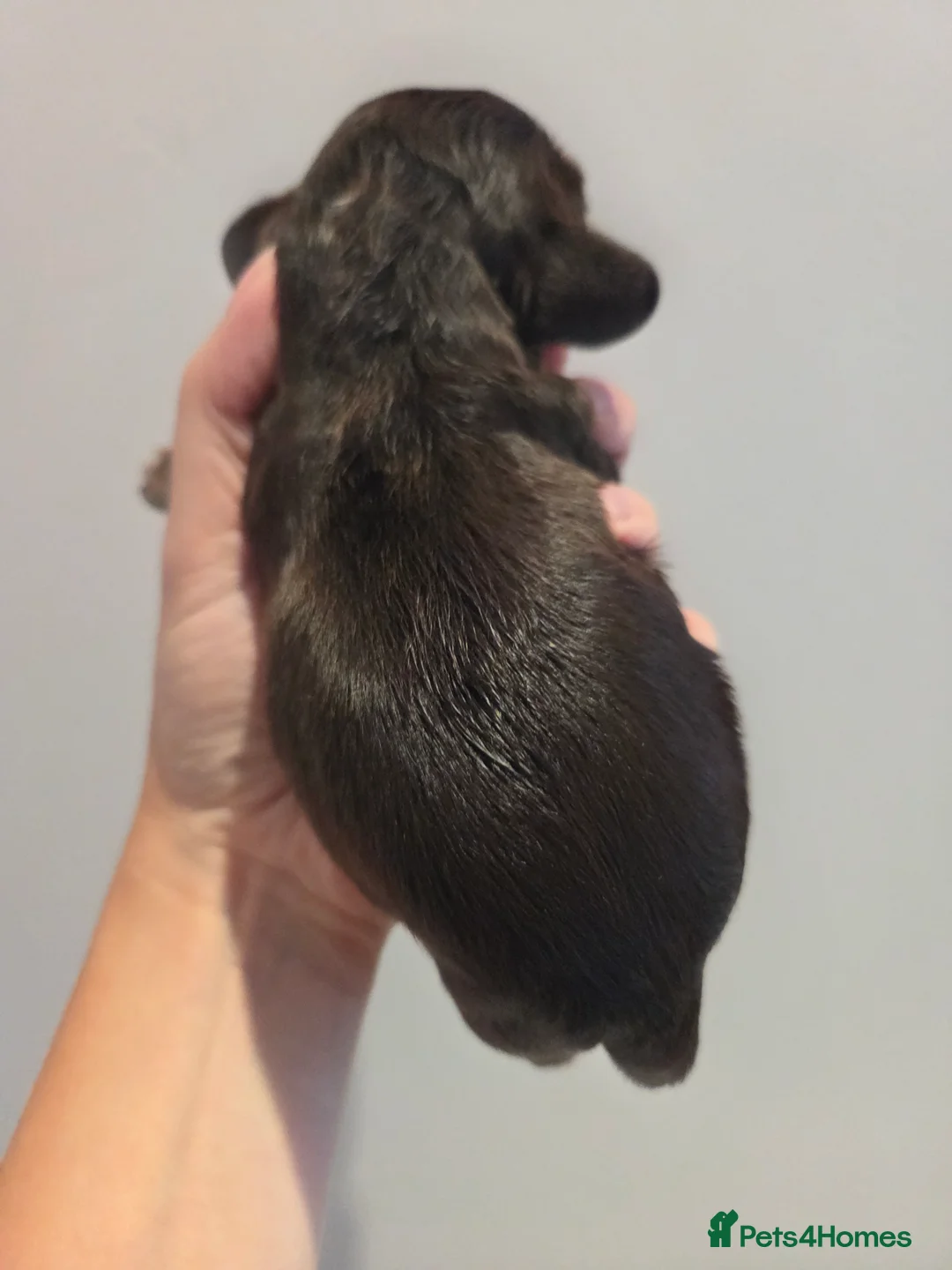 Cocker Spaniel dogs for sale: RKC SHOW COCKER SPANIEL PUPPIES EXTENSIVELY HEALTH - Advert 13