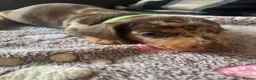 Dachshund dogs for sale: Dachshund puppies for sale  - Advert 22