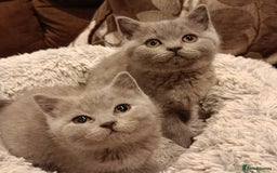 British Shorthair cats for sale: Blue British shorthairs kittens with GCCFpedigree - Image 5