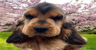 Cocker Spaniel dogs in Gainsborough - Advert 5