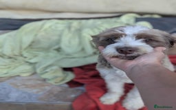 Mixed Breed dogs for adoption: August is looking for a home - Image 11