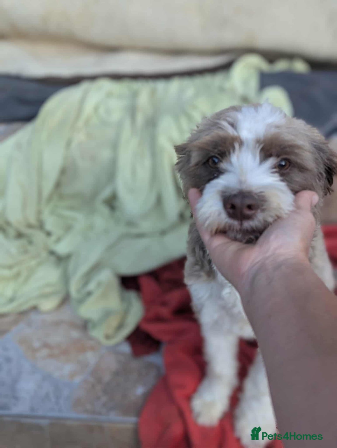 Mixed Breed dogs for adoption: August is looking for a home - Image 11