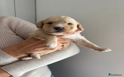 Labradoodle dogs for sale: Miniature Labradoodle Pups - Image 8