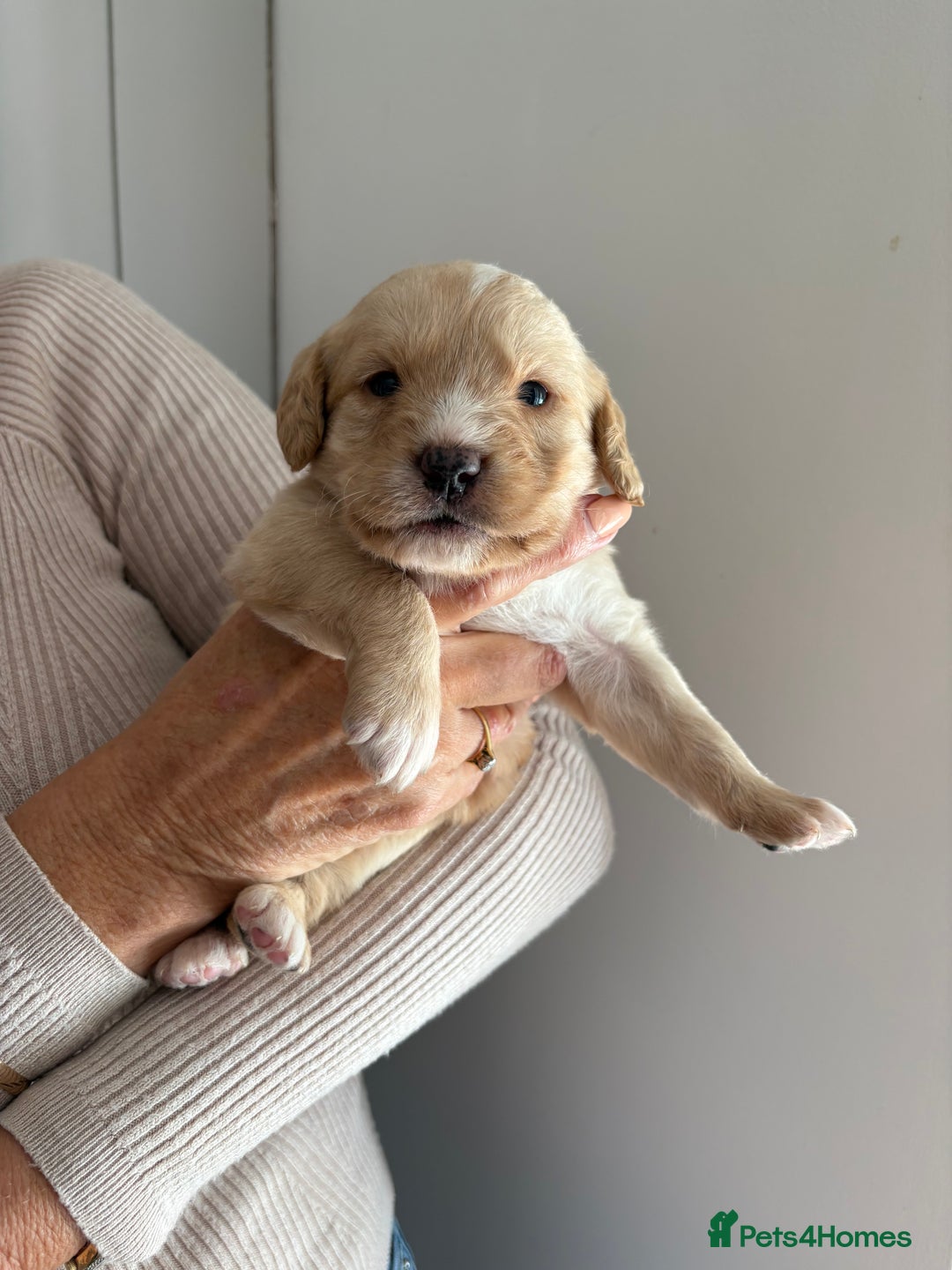 Labradoodle dogs for sale: Miniature Labradoodle Pups - Image 8