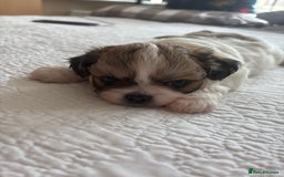 Shih Tzu dogs for sale: Shih Tzu puppies  - Image 16